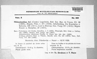 Melanustilospora ari image